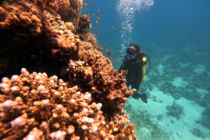 2-Hour Private Scuba Experience in Aqaba - Shore-to-sea practice: the moment you feel in control