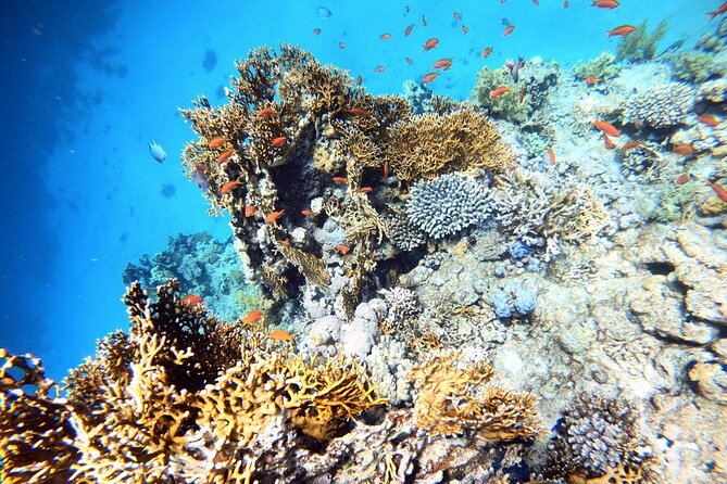 2-Hour Private Scuba Experience in Aqaba - Underwater time: wrecks, coral walls, and fish to watch for