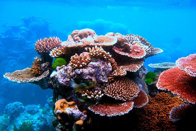 2 To 5 Hours Glass Bottom Boat Private Tour At Read Sea - Aqaba Red Sea, but on a boat with floor-to-water views