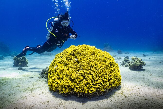 2 To 5 Hours Glass Bottom Boat Private Tour At Read Sea - Who this boat tour fits best
