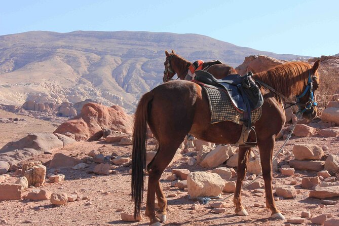 3 Hour Horse Riding Adventure around the Petra Area - Lunch, Bedouin tea, and the culture moment you can actually feel