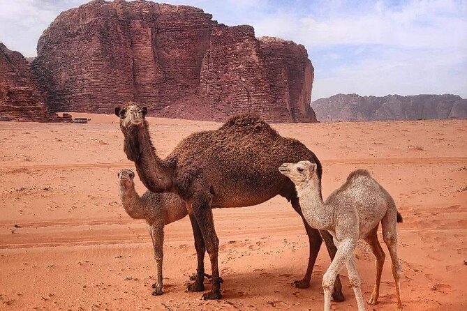 4-Days Tour of Jerash, Petra, Wadi Rum & Dead Sea from Amman - Day 4: Wadi Rum Jeep Tour, Aqaba Break, and Back to Amman