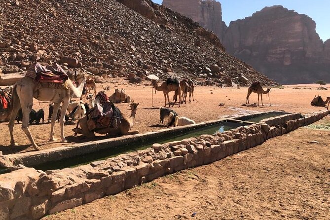 4 Hour Jeep Tour (morning or sunset) - Wadi Rum Desert Highlights - Price and Value: What $46.41 Gets You in the Desert