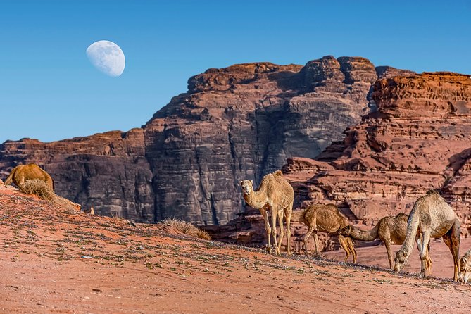 4-Night Private Jordan Classic Tour: Petra, Dead Sea, and Wadi Rum - Getting back to Amman: dinner, a full day’s worth of impressions