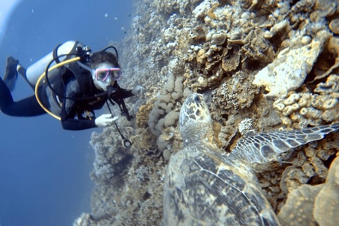 Boat Dive 2 Guided Dives with Lunch Included wreck dive&reef dive - Lunch and drinks on the water: the unglamorous part that saves your day