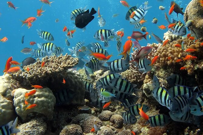 Boat Dive and Snorkeling Experience in Aqaba - Small group energy, up to 30 people: why that’s a sweet spot