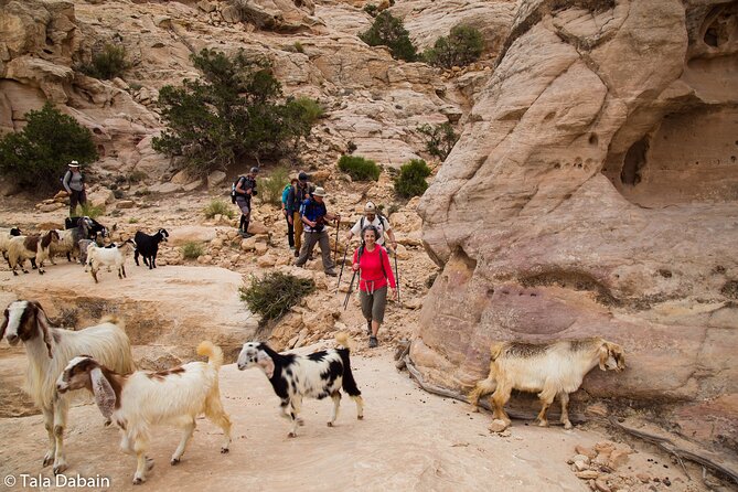 Dana to Petra Trek + Wadi Rum & the Dead Sea - 9 Days - Dana to Petra: What This Trip Is Really Like Day to Day