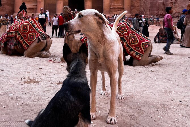 Discover Petra Hidden Gems - Where the tour fits in your Petra day plan