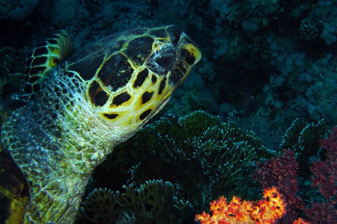 DSD "Discover Scuba Diving" (Min Age 10 Years) - PADI DSD in Aqaba: an intro that actually teaches you what to do