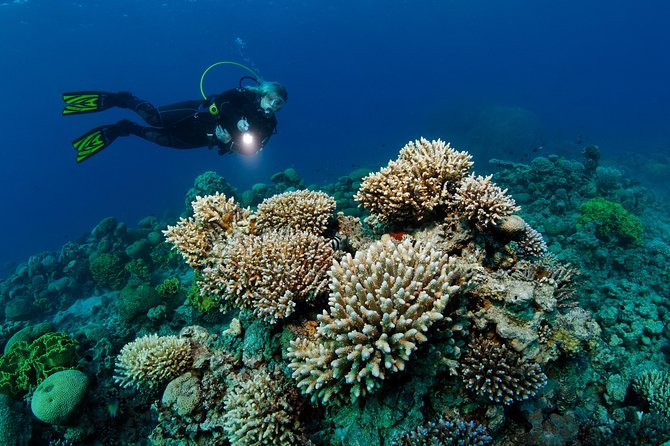DSD "Discover Scuba Diving" (Min Age 10 Years) - The “theory” part stays short, and that is the point