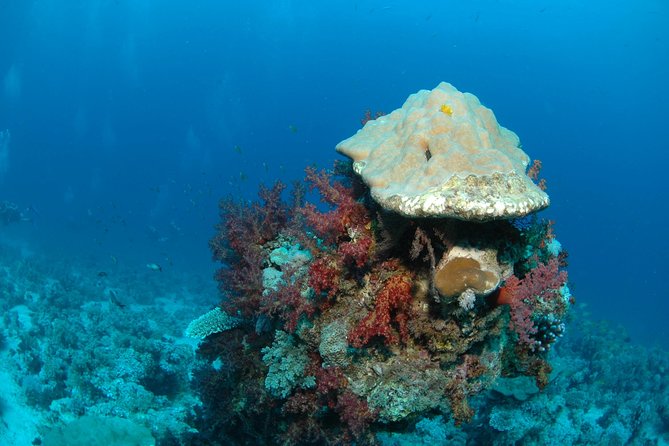 DSD "Discover Scuba Diving" (Min Age 10 Years) - Price and value: what $117.95 covers in real terms