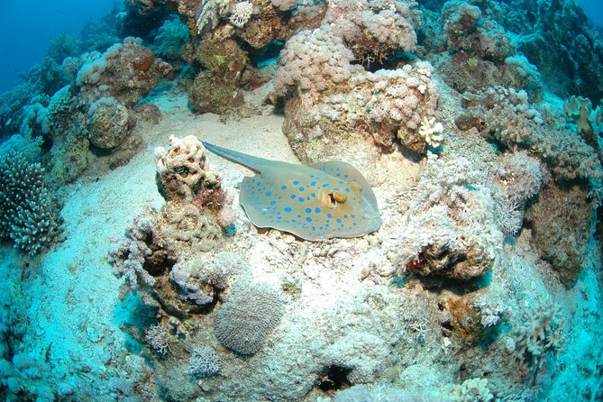 DSD "Discover Scuba Diving" (Min Age 10 Years) - Start at Aquamarina and Sea Breeze Company, then get your gear handled