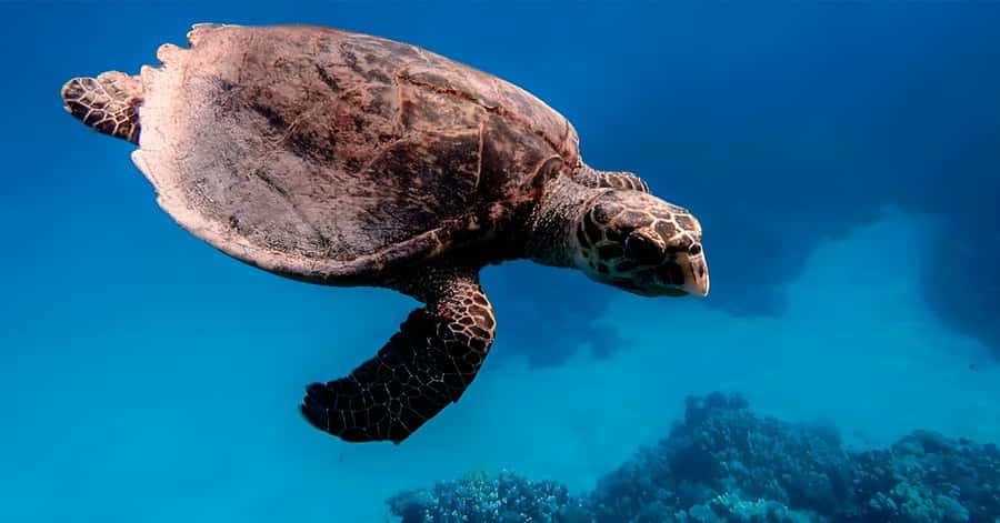 Explore Aqaba's Depths: Scuba Diving Tour, with Hotel Pickup - The surface photo stop and why it helps your memories