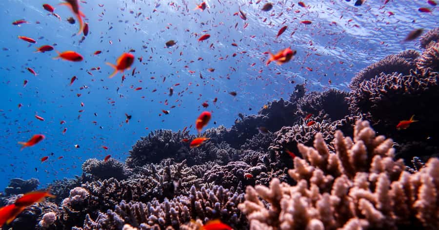 Explore Aqaba's Depths: Scuba Diving Tour, with Hotel Pickup - Who this suits best, and who should skip it