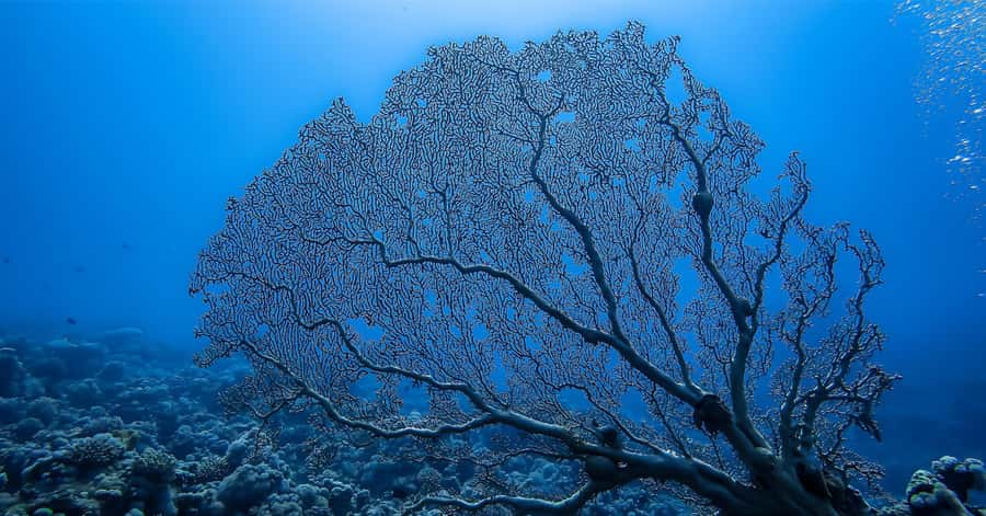 Explore Aqaba's Depths: Scuba Diving Tour, with Hotel Pickup - Language and communication: English and Arabic support