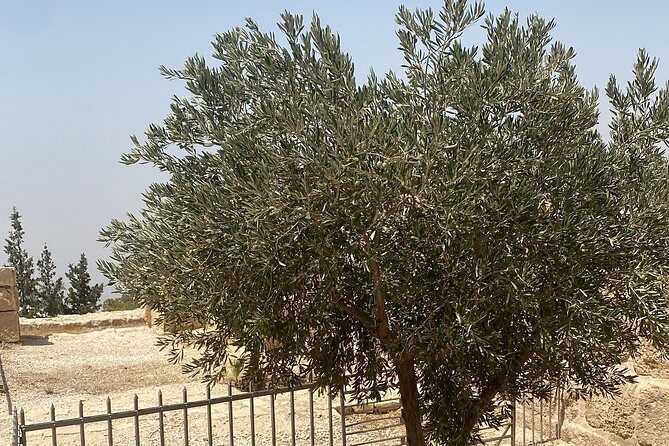 From Amman: Group Day Tour Madaba Mount Nebo & Dead Sea to Amman - Who this tour fits best (and who might want to adjust expectations)
