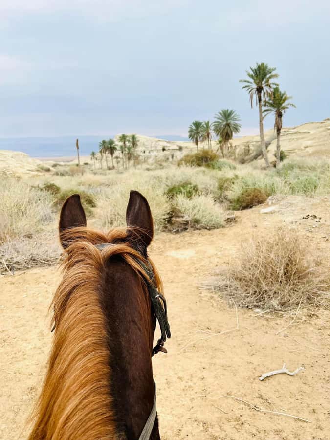 From Amman: Half-Day Tour to Dead Sea - How the 6 hours in practice feels when you start from Amman