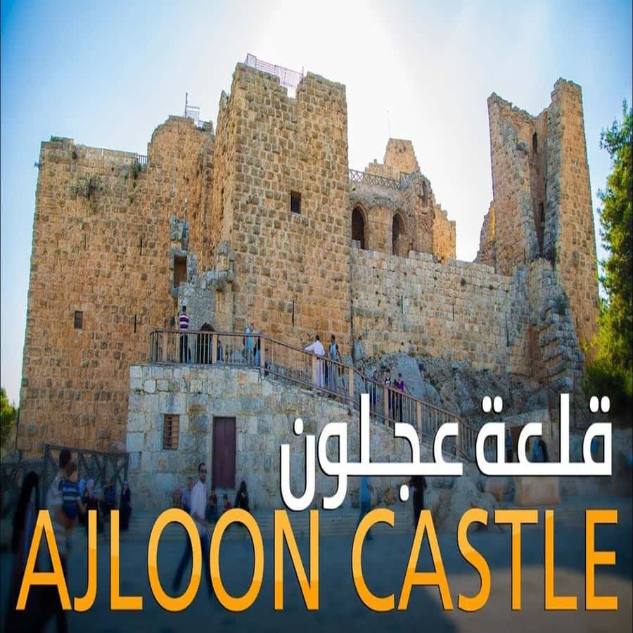 From Amman: Jerash &Ajloun &Um Qais Private Tour - From Your Amman Hotel: Private, Air-Conditioned Transport