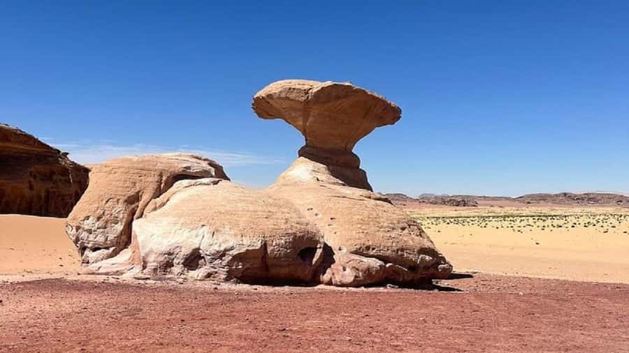 From Amman: Petra & Wadi Rum Private or group Day Tour - Timing, comfort breaks, and the 14-hour logistics game