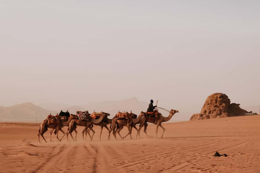 From Amman: Private or sharing Petra &Wadi Rum Full day Tour - Key things that make this day tour work