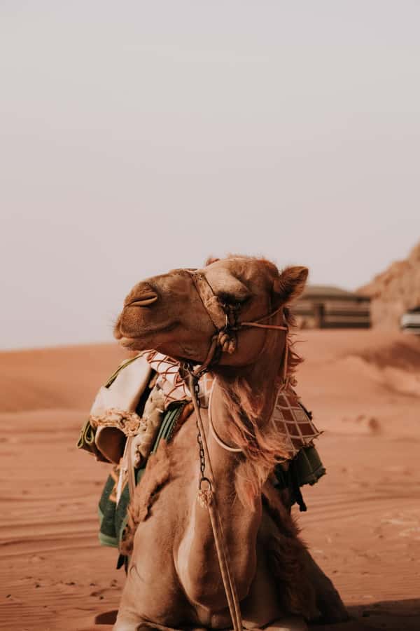 From Amman: Private or sharing Petra &Wadi Rum Full day Tour - From Amman to Petra: why the timing matters for the Siq