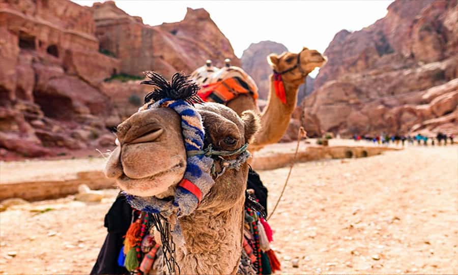 From Amman: Private Petra Day Trip with Guide - The Amman to Petra drive that keeps your day feeling under control