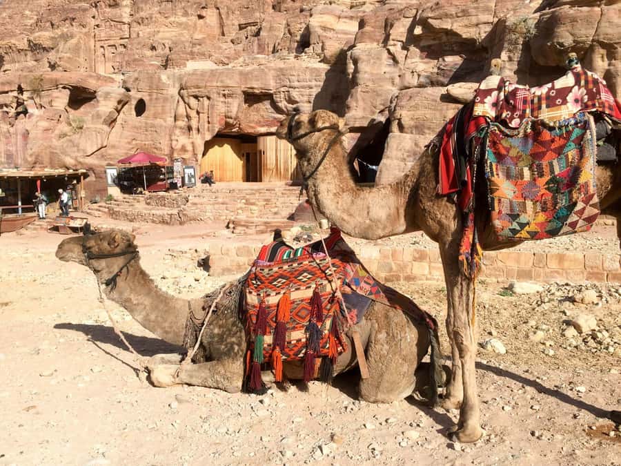 From Eilat: Petra Full-Day Guided Tour with Transfers - The heart of Petra: what the guided highlights get you