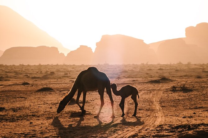 Full day Jeep Tour in Wadi Rum desert - Protected Area Drives and the Nabatean Temple Stop