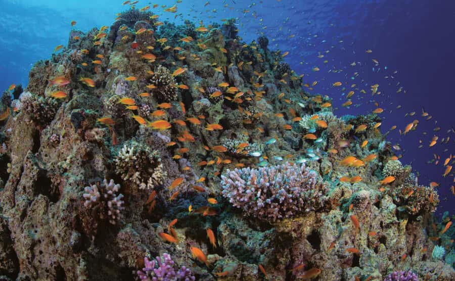 Glass Boat & Snorkeling with day use of Berenice Beach Club - Snorkeling Stops: Two Locations, One Common Reality