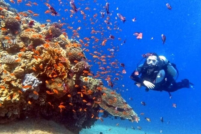 Guided Scuba Diving Adventure in Aqaba - Gear, mask included, so you travel lighter
