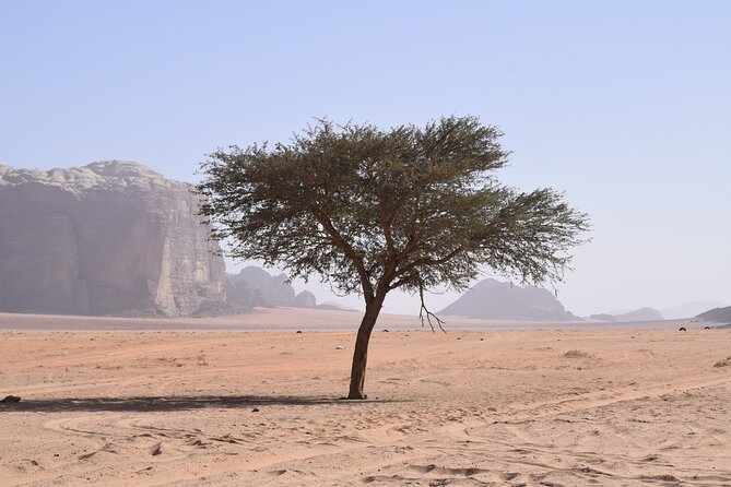 Half day Jeep and camel tour No stay - Khazali Canyon walk and ancient inscriptions