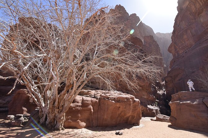 Half day Jeep and camel tour No stay - Price and value: what $60 buys in a short Wadi Rum day