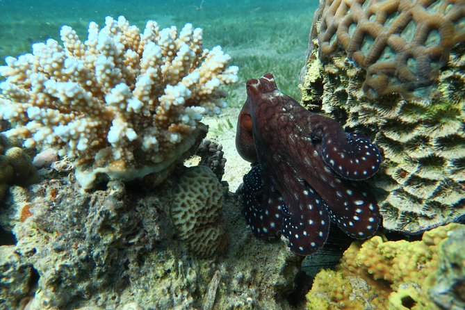 Journey of Diving or Snorkelling from a Boat - Why this Aqaba Red Sea boat trip works so well in half a day