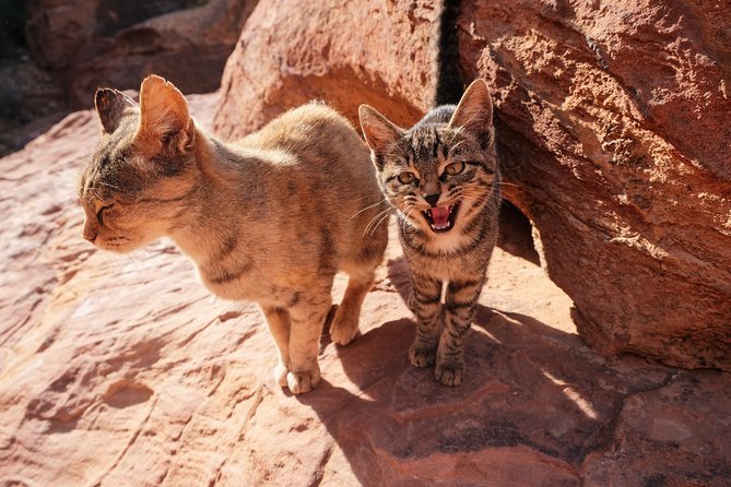 MULTI DAYS TOURS | TWO Days tour in PETRA | The Jordanian Mappers - What to watch out for, and how to prepare like a pro