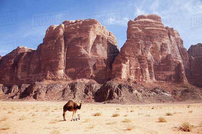One Day Tour Wadi Rum - Meeting Point at Wadi Rum Village: Simple Start, Simple End