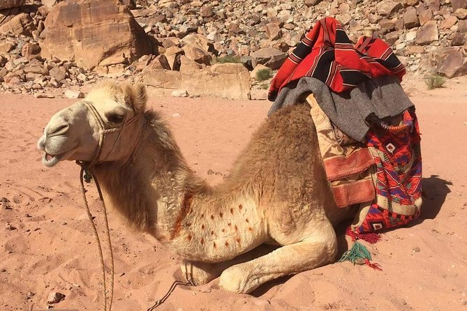 One Day Wadi Rum from Aqaba - From Aqaba to the desert: pickup, comfort, and meeting up