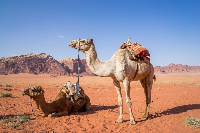Petra 1 Day Tour from Aqaba - Key things to know before you go
