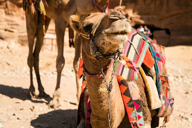 Petra Highlight Tour with Private Guide Sami Nawafleh | 2.5 Hours - What to Pack and How to Time Your Visit