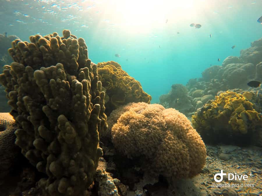 Pivate scuba diving in the Red Sea of Aqaba - Key Things I’d Watch For Before You Go