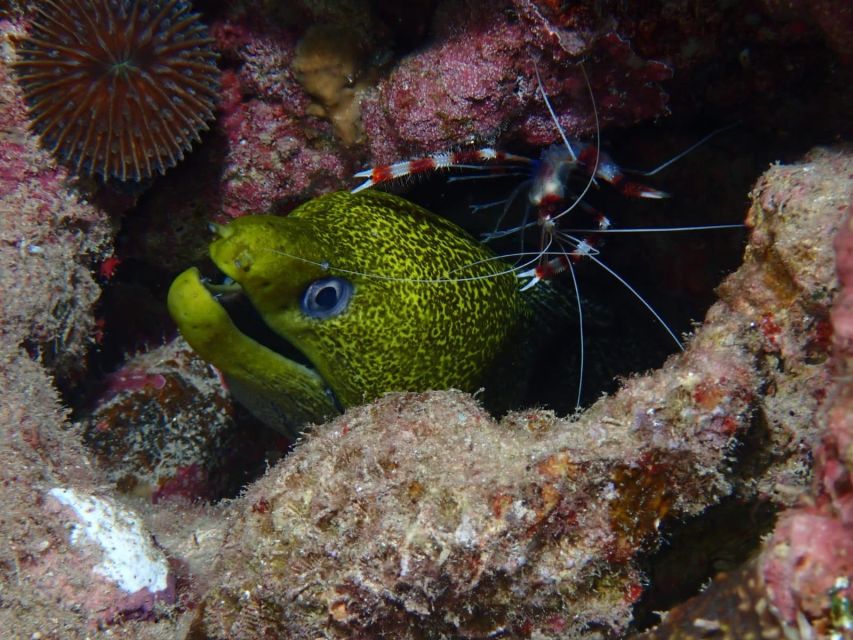 Pivate scuba diving in the Red Sea of Aqaba - Who Should Book, and Who Should Skip This Aqaba Session