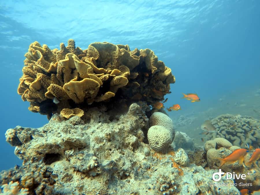 Pivate scuba diving in the Red Sea of Aqaba - Beginner Flow in Shallow Water: Skills, Signs, Then Reef Time