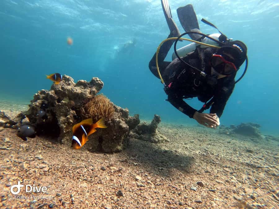 Pivate scuba diving in the Red Sea of Aqaba - For Certified Scuba Participants: Personal Guide and Freedom to Choose