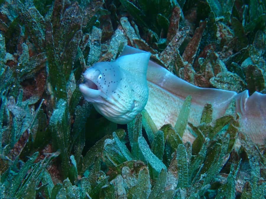 Pivate scuba diving in the Red Sea of Aqaba - PADI and SSI Training Options for When One Session Is Not Enough