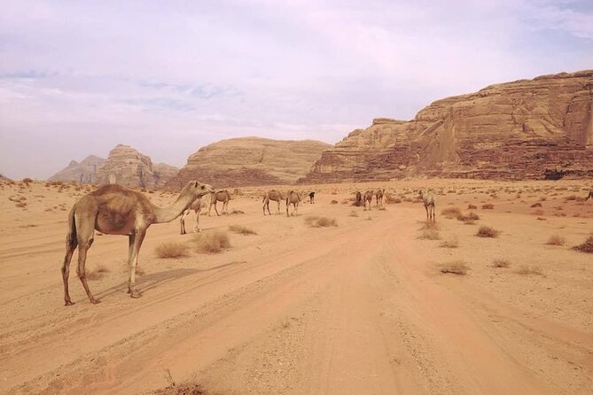 Private 1 Day Wadi Rum Desert Tour - The 4x4 Route Stops: Canyons, Sand Walks, and Tea Over Embers