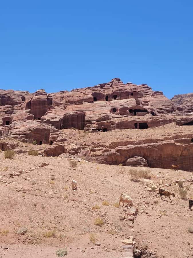 Private 3-Hour Guided Tour of Petra with Hotel Pickup . - First Steps: Hotel Pickup, a Private Guide, and a Clear 3-Hour Rhythm