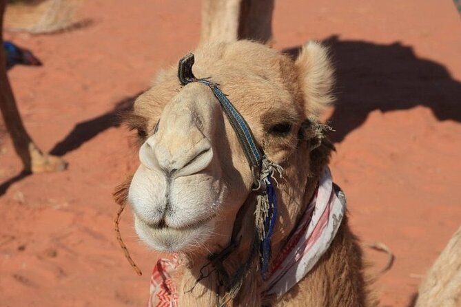 Private 5-Day Guided Tour of Jordan - Day 2: Amman highlights, Jerash ruins, then a smooth push to Petra