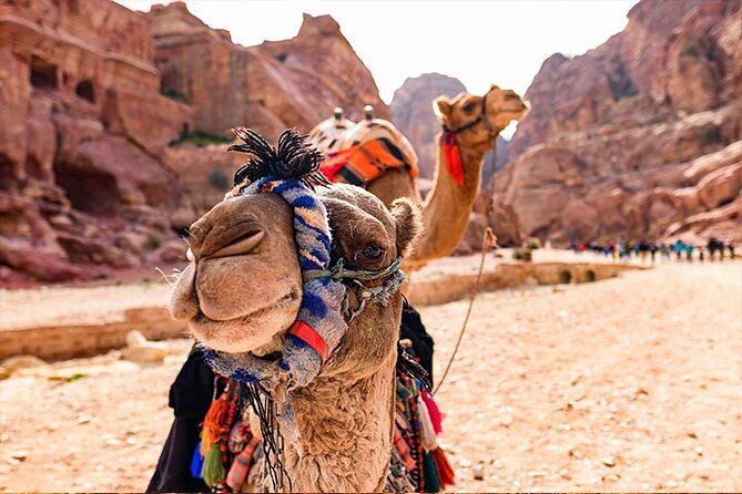 Private Departure Transfer: Petra Hotels to Amman Airport - Should you book this Petra to Amman airport transfer?