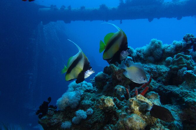 Private Scuba Diving Adventure in the Red Sea of Aqaba - Beginner plan: training in shallow water before your coral and fish time