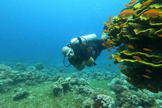Private Scuba Diving Adventure in the Red Sea of Aqaba - Certified divers: choosing a site like the Cider Pride shipwreck
