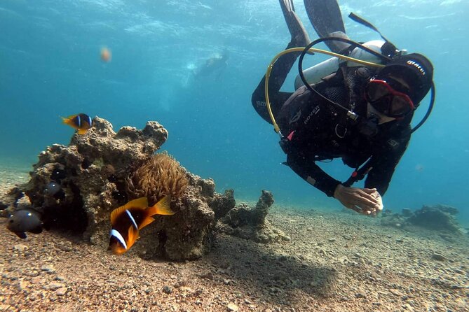 Private Scuba Diving Adventure in the Red Sea of Aqaba - What you’ll likely see underwater in Aqaba